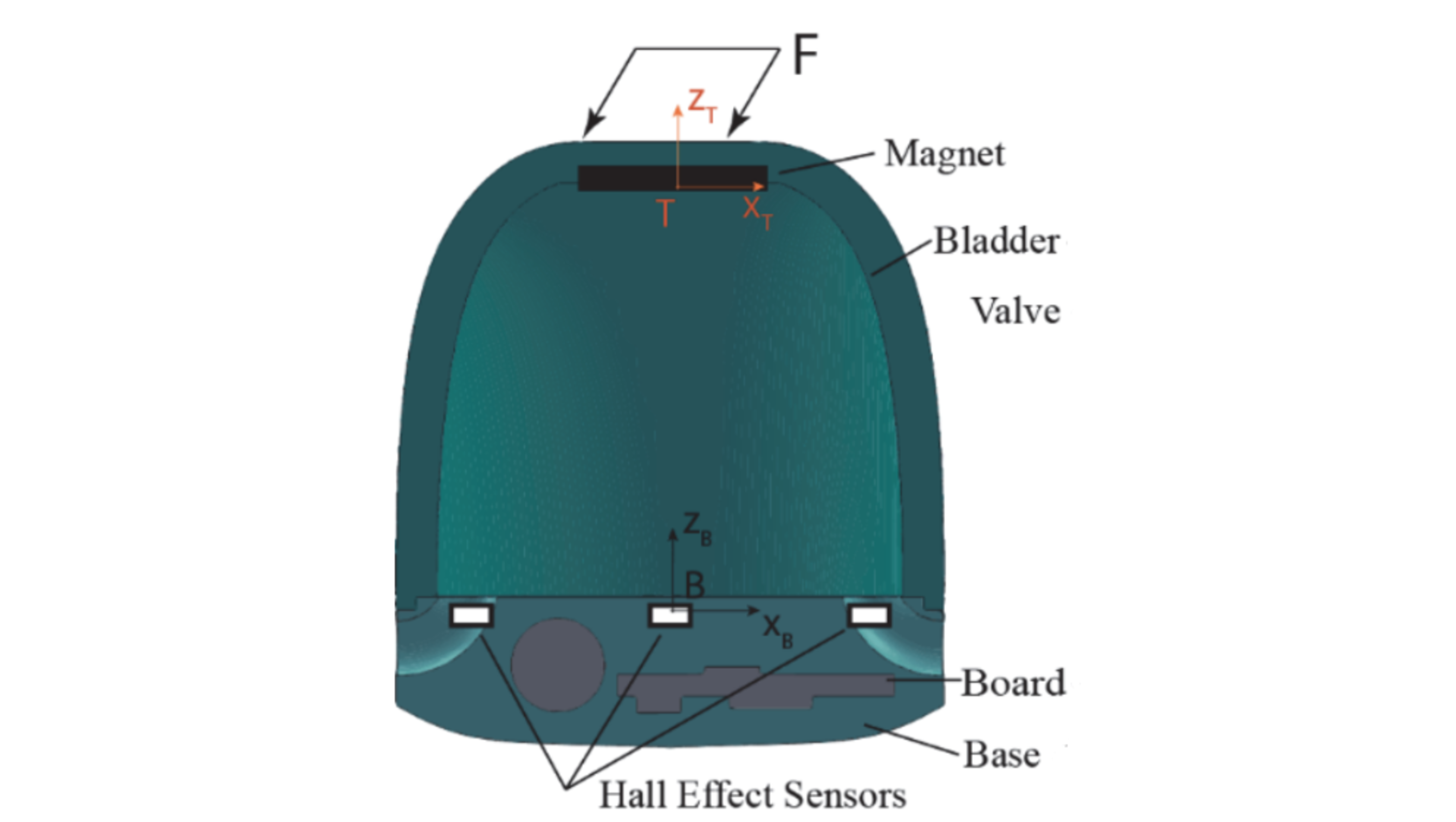 Bladder Cutaway